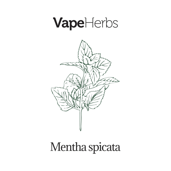VapeHerbs – Mięta zielona 30g – zioła do waporyzacji