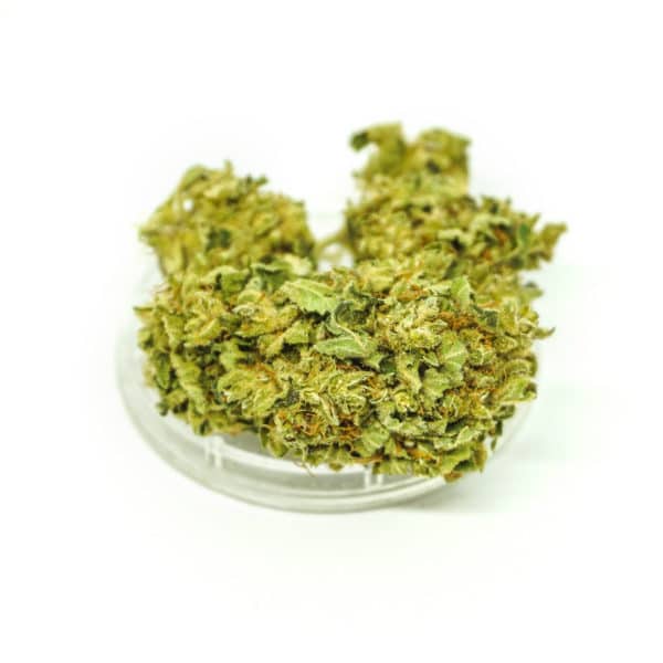 Sativa Poland – Gorilla Glue