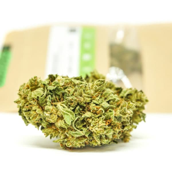 Sativa Poland – Gorilla Glue Sativa Poland – Gorilla Glue