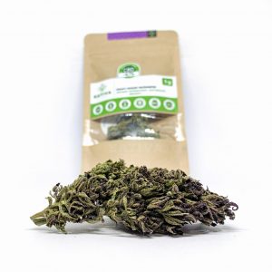 Purple Haze CBD Flower from Sativa Poland: Premium Hemp Buds Purple Haze CBD Flower from Sativa Poland: Premium Hemp Buds