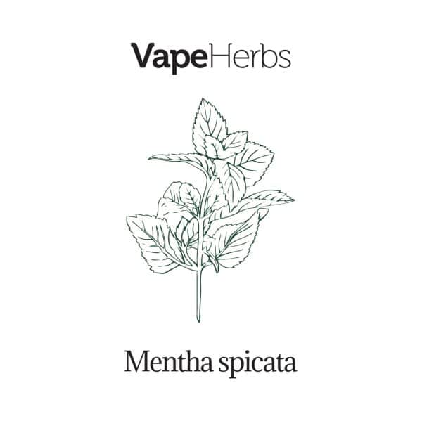 VapeHerbs – Spearmint 30g
