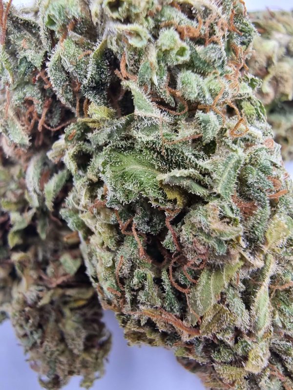 Hemp Book Cosmos CBD